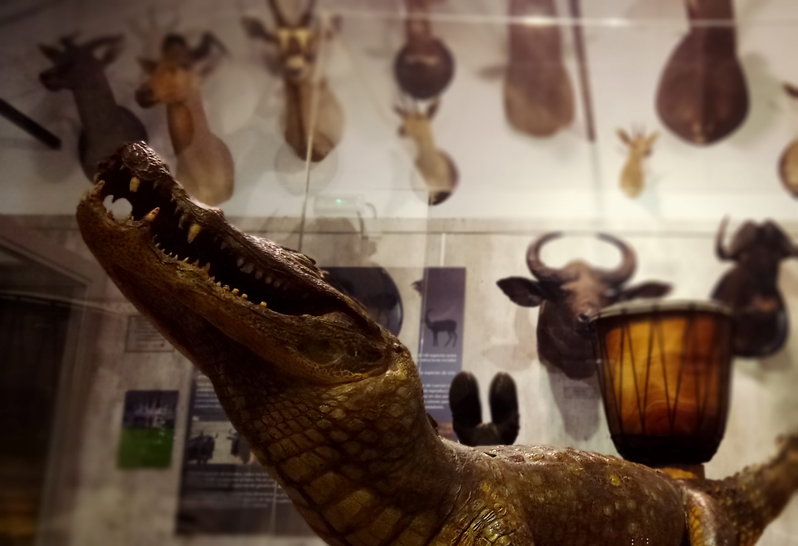 museo-cocodrilo