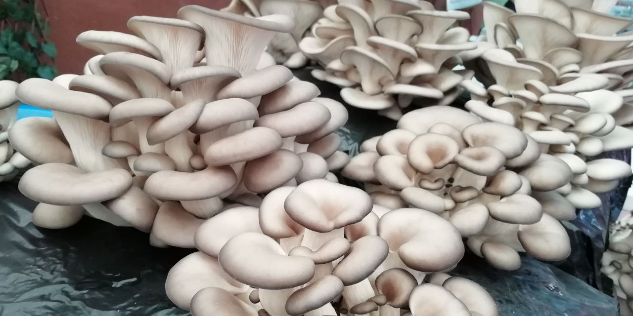Hongos