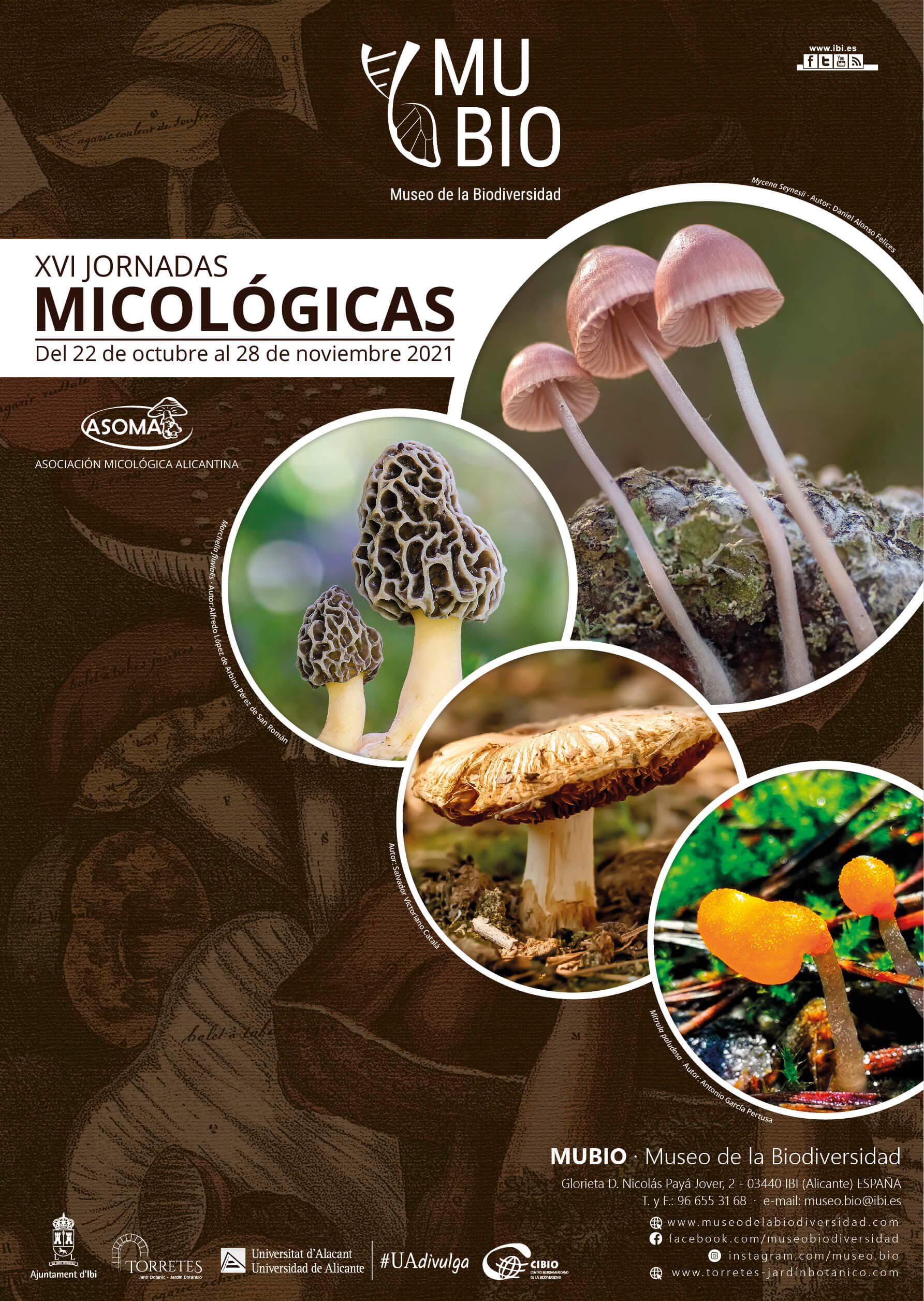 jornadas micológicas en Ibi