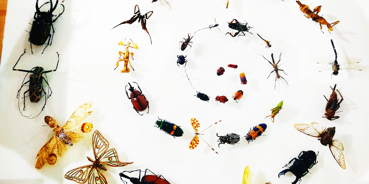 insectos2 insectos