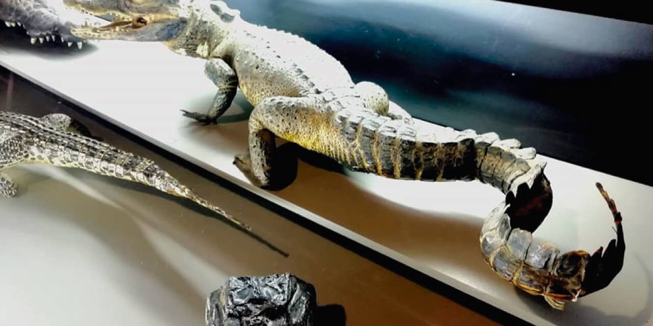 reptiles Reptiles autóctonos Museo de la Biodiversidad